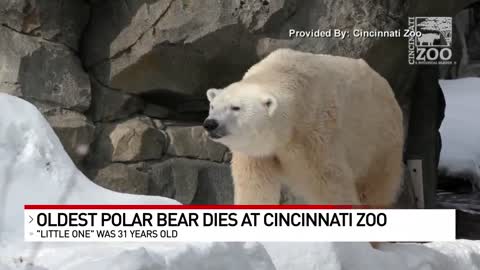 Cincinnati Zoo's 'Little One,' oldest male polar bear in American zoos, euthanized
