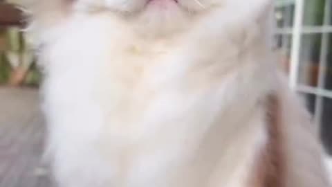 Beautiful cat moduling viral short clip