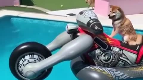 Dog ride water motorcycle😎