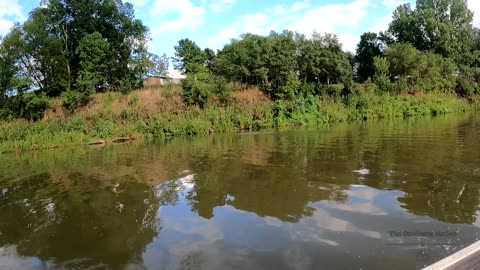 Asian carp suck