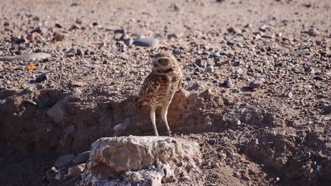 Burrowing Owl Warning Call