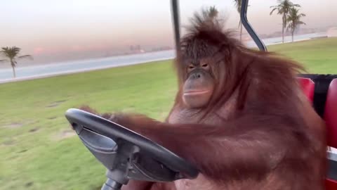 RAMBO DRIVING A GOLF CART IN THE PRIVATE BEACH..