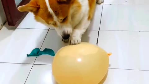 Dog playing with balloons 🐕🎈🎈🎈
