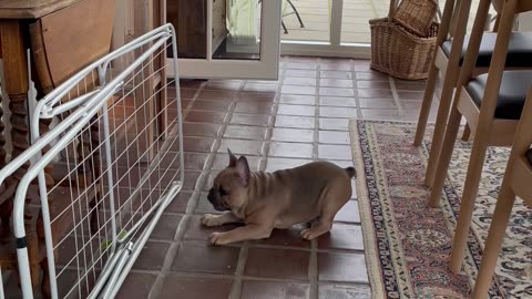 French Bulldog Puppy Goes Toe-to-Toe With Drying Rack