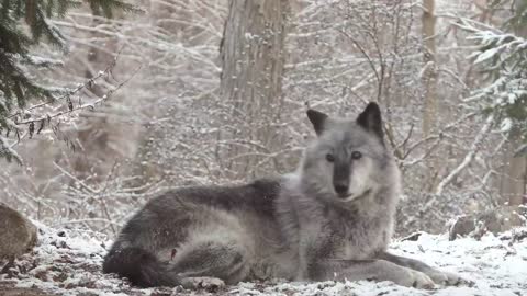 Wolf's Sweet Voice Inspires 50 Wolves to Howl lovely