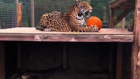 Big Cat Pumpkin Playtime
