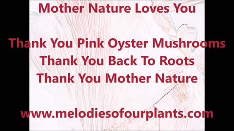 Spritz And Grow Pink Oyster Mushrooms April 2023