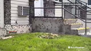 millions of crickets invade Nevada