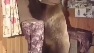 Need a Bear Hug???