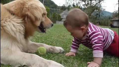 Disciplined Dog Plays Feeding Game With Baby Friend