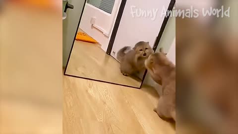 Funniest Animals 😂 Funny Cats and Dogs 2023