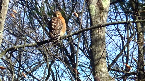 Red-shouldered hawk