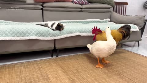 Cock Teases Mom Duck💢! The kitten sincerely invites them to sleep together! Cute and funny animals