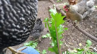 Favorite hen eating greens.