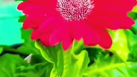 🌺🌺 My Favourite Summer Flowers! Houseplant Tour - Part 1 #flowers #summer #plants