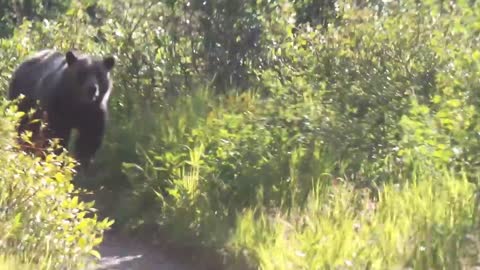 Grizzly Bear Encounter Aug 2016 Montana Glacier National Park