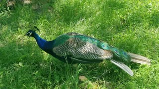 Following a beautiful peacock