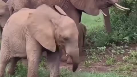 Baby elephant playing with his trunk #shorts #shortvideo #video #virals #videovira