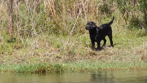 Black Labradors swimming BEAUTIFUL