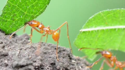 The Leafcutter Ant – Early Civilization Farmers