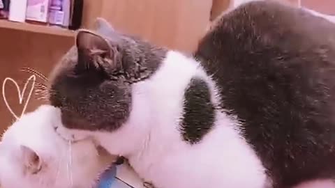 What? Cat mating but they are male #shorts | viral cat