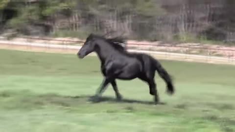 WORLD FAMOUS FRIESIAN STALLION