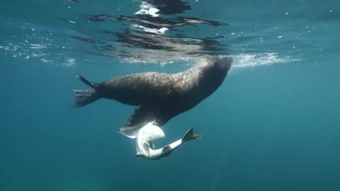 Shark eaten by Seal in South Australia