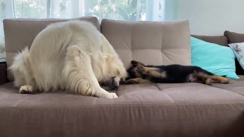 Golden Retriever plays with a German Shepherd Puppy for the First Time!