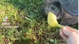 OMG girls fail part 124. #funny #funnyvideo #fail #fun #awesome #dog #animals #cat #funnyanimals