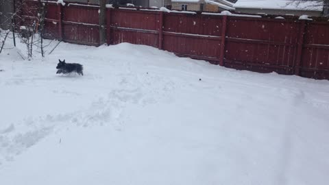 Bella the Snow Dog 2