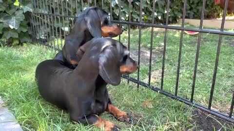 How do our mini Dachshunds handle a heat wave.