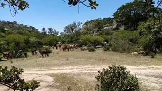 Rural life | Herding cattle