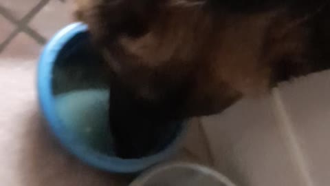 Puppy's First Go at Chicken Broth/Stock