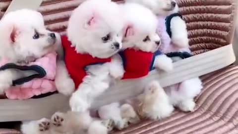 😍 Mini Pomeranian - Chó Phốc sóc Mini Cực Dễ