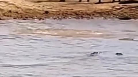 Crocodile Attack on Drinking Cow.