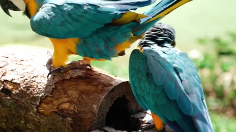 Parrots love 💘😍🦜
