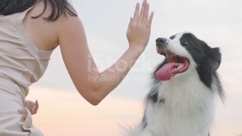 Dog handshake