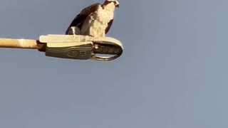 Morro Bay Osprey