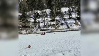Bulldog Rides Skateboard Sled down Snowy Hill