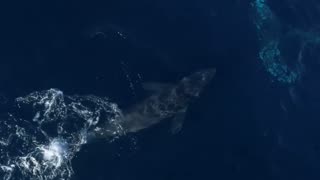 A Newborn Gray Whale Learns to Swim