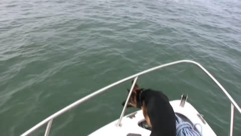 Overboard Maverick- Dog jumps on Dolphins (Really Funny-Must See)