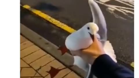 I'm a seagull go fuk yourself