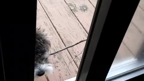 Puppy struggles to fit stick through door