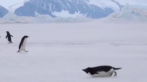 Funny penguins are in a hurry somewhere