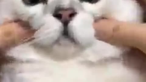 Funny Cat Videos