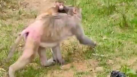 Small monkey taking ride with her mother