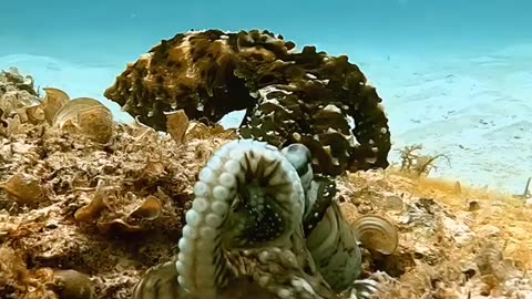 Octopus Punches Annoying Fish