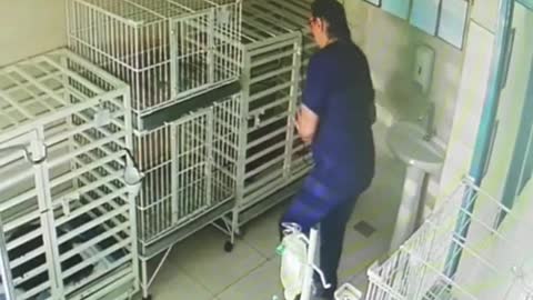 Mujer veterinaria canta a los perros enfermos (Dancing Queen)