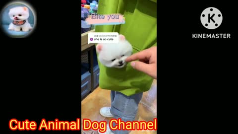 10.Funny and Cute Dog Pomeranian 😍🐶| Tik Tok Chó Phốc Sóc Dễ Thương #265