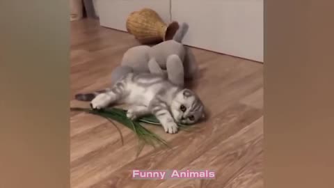 Laugh Out Loud with Funny Animal Videos!